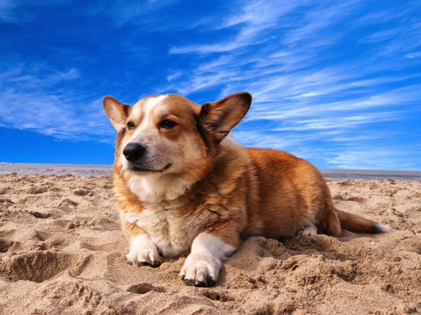 Dog In Beach 5