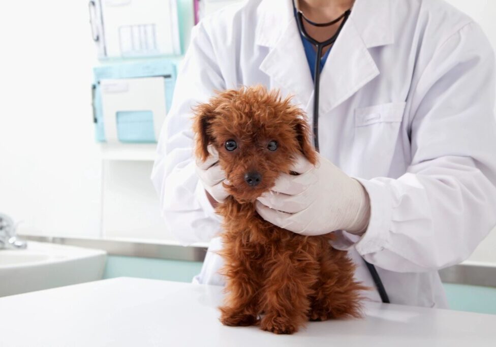 veterinarian